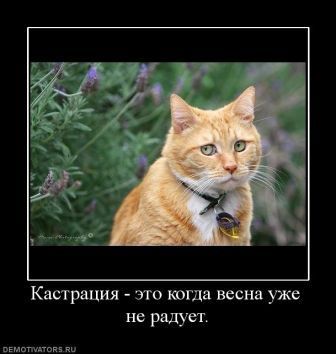 Кастр кот.jpg