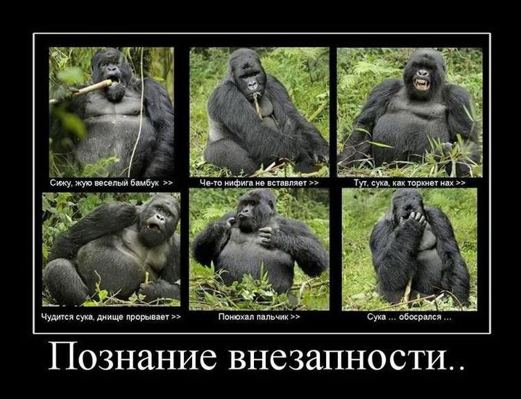 berloga_net_844517161.jpg