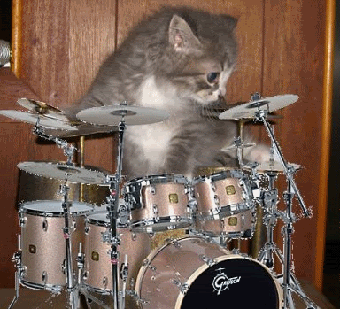 CatDrummer !gif !.gif