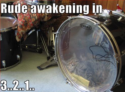 DrumCat.jpg