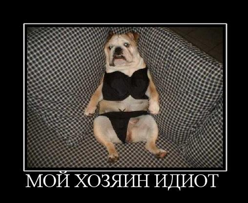 moj-hozyain-idiot.jpg