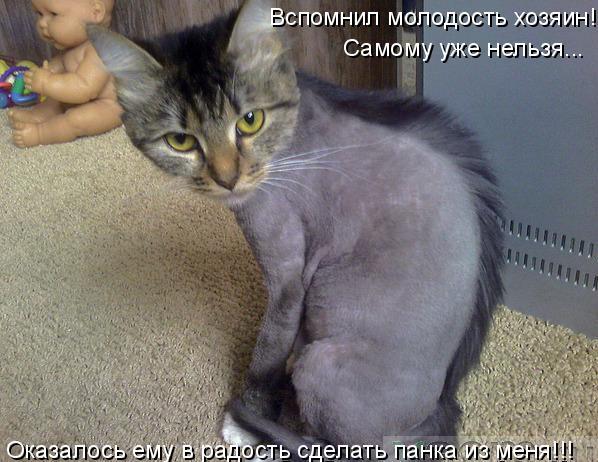 kotycatcatssmeshnye_kotykotenokprikol_980.jpg