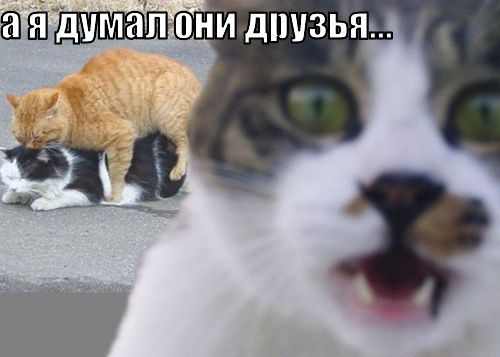 druzya_1279250461.jpg