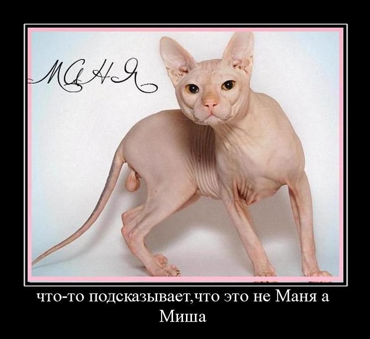 727998_chto-to-podskazyivaetchto-eto-ne-manya-a-misha.jpg